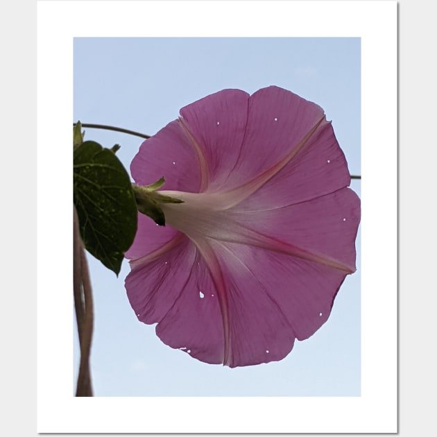 Glorious - pink morning glory, white sky Wall Art by aeolia